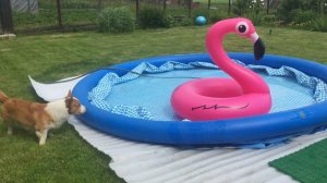 Лаврик. Кто ты и почему в моем бассейне? Июнь 2017