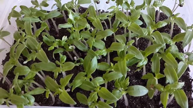 Томаты, сорт СЛИВОВКА ! Для начинающих огородников. смотреть онлайн