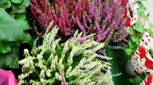 ⚘ЛЕРУА МЕРЛЕН?Новый Завоз Комнатных Цветов??