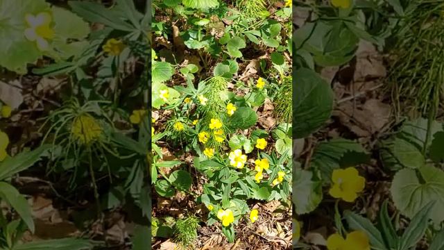 Солнечный цветок) Лютик едкий. #лес #прогулка #йоркБэби смотреть онлайн