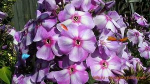 Флокс метельчатый Маргри (phlox paniculata) ? флокс Маргри обзор: как сажать саженцы флокса Маргри
