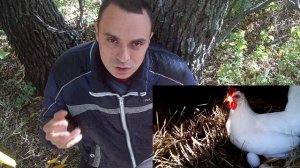Три основных причины почему перестали нестись куры