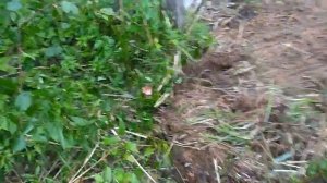 Расчистка участка от корней мини экскаватором в Рощино