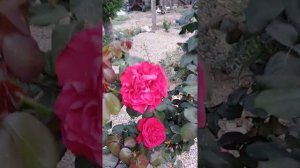 Розы любят гравий. Роза Кейт. Kate rose. Осеннее цветение