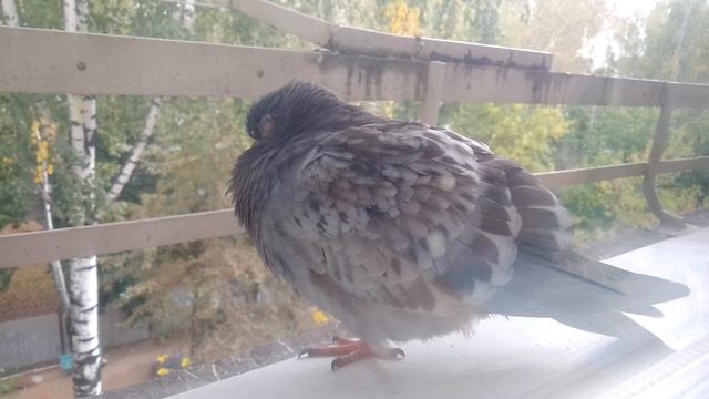 Голубь спит за окном смотреть онлайн