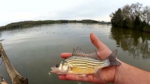 Easy Way To Catch a Lot of Fish! Fishing with a Mini Trout Magnet