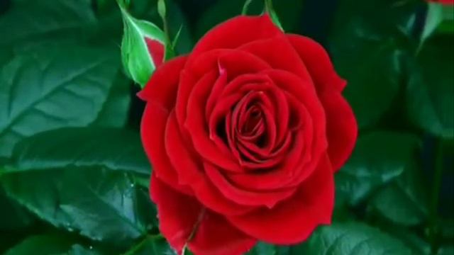 Bonu Kora Tun (Дудук) смотреть онлайн