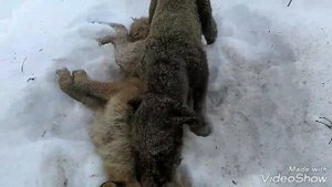 Охота с Ягдтерьером!