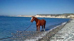 Умеют ли лошади плавать?