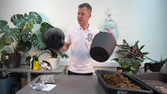 Эпипремнум золотистый, самая живучая лиана.