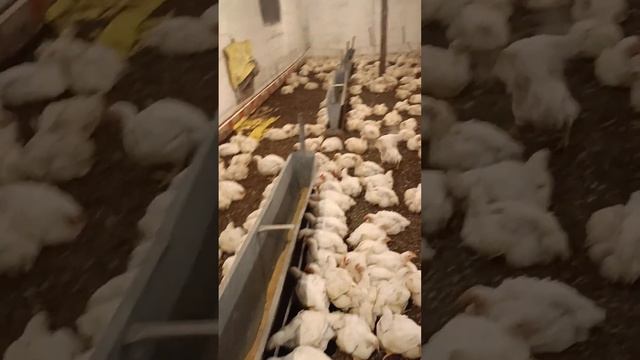 Бизнес на Бройлерах/Минусы сегодня#сельскоехозяйство #деревня#сельхоз#бройлер#работавдеревне#куры