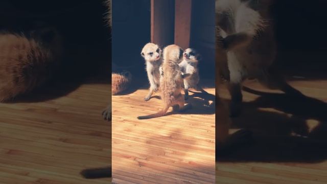 Baby Meerkat are so cute ? from @meerkat_phil_and_ulyana #Детеныши суриката