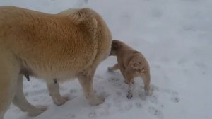 #Алабай #САО  🐕 Прогулка на зимней реке🦴