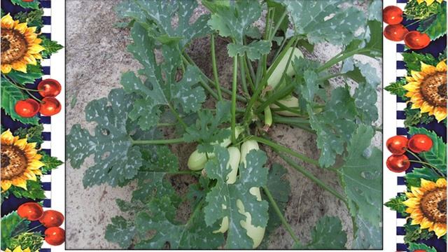 Чудо огород смотреть онлайн