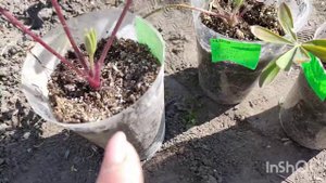 Посадка цветочной рассады в открытый грунт. 04.05.2021!