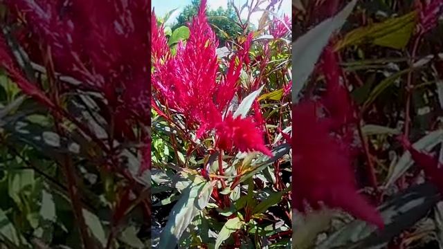 Целозия перистая. ?Celosia plumosa?