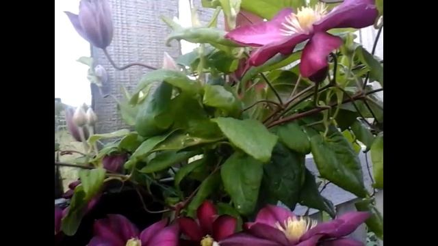 8 СОРТОВ КЛЕМАТИСОВ-спутников роз в моём саду.Мисс Чолмонлели,Голубой ангел и др. смотреть онлайн