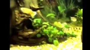 Чёрные меченосцы.