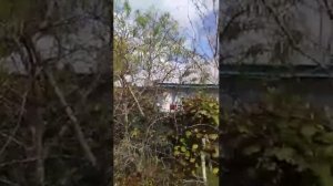 Миндаль десертный первое плодоношение
