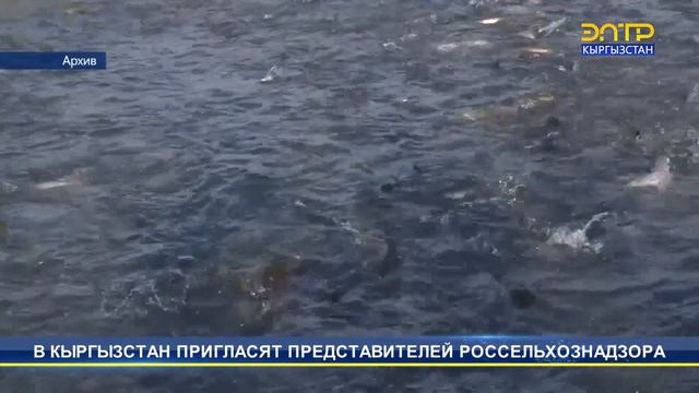 В КЫРГЫЗСТАН ПРИГЛАСЯТ ПРЕДСТАВИТЕЛЕЙ РОССЕЛЬХОЗНАДЗОРА смотреть онлайн