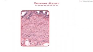 Гистология желчного пузыря