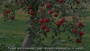 Яблоня Конфетное