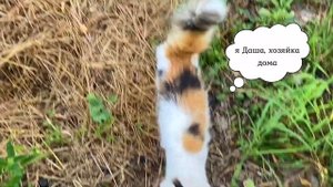 Домашний КОТ ВПЕРВЫЕ едет в деревню / cat in shock