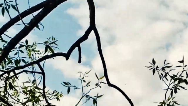 Апрелевка. Пруд и его обитатели смотреть онлайн