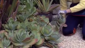 How to Take Cuttings to Clone Succulents