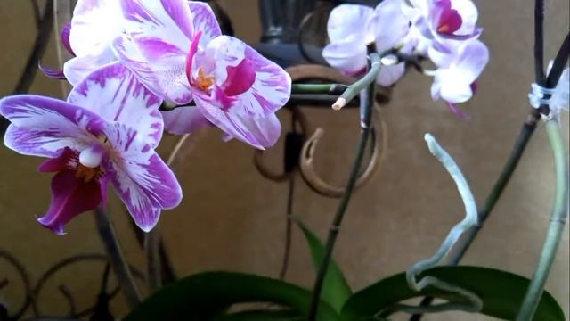 Цветение орхидеи Black Face:) смотреть онлайн