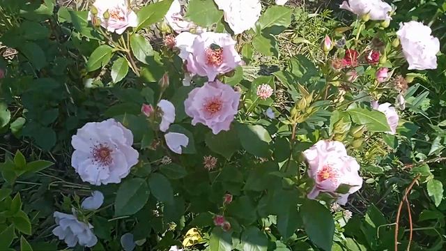 ОДИССЕЯ ! РОЗА В МОЕМ ВКУСЕ ,. куст вырастет очень большой,сорт необычный и очень хороший! смотреть онлайн