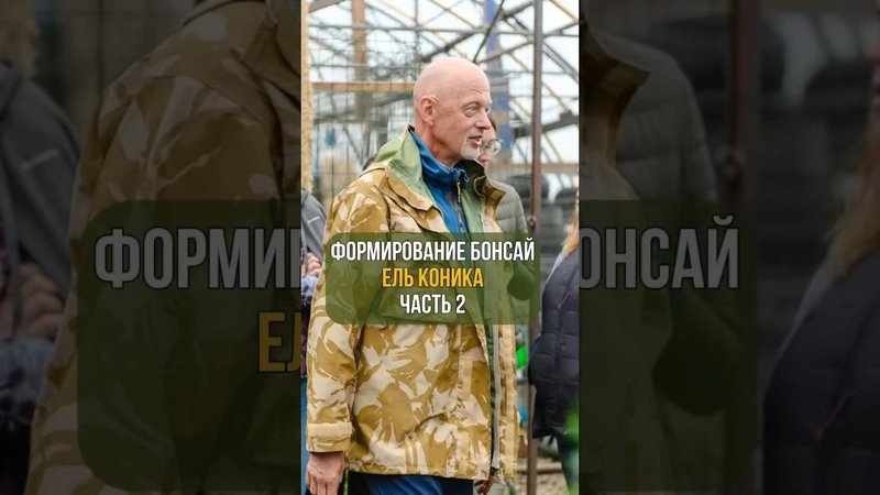 Формирование бонсай. ЕЛЬ КОНИКА. Часть 2. #бонсай #ниваки #хвойные