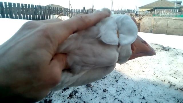 Пероед у холмогорского гуся ,что надо сделать ! смотреть онлайн