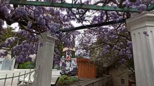 Крым Симеиз цветёт Глициния