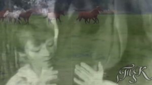 Кони в ночном  Horses in the night