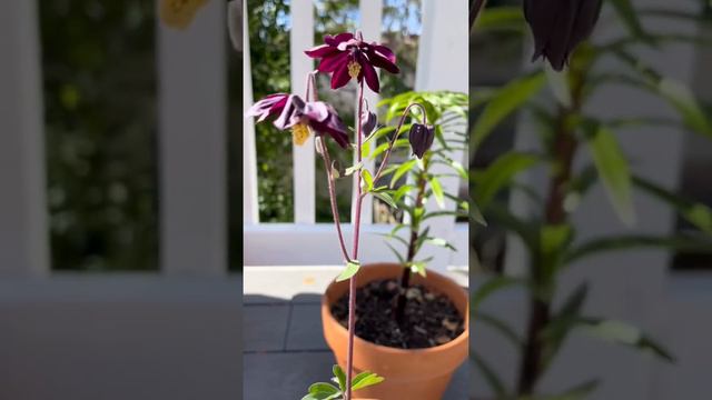 Black barlow columbines from my shadow garden 🖤🌱🥰