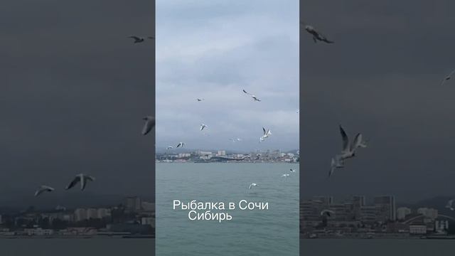 Морская рыбалка в Сочи #сибирь #рыбалка_сочи