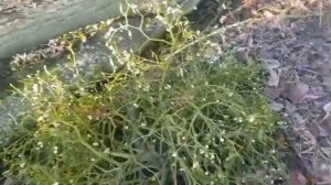 Омела белая