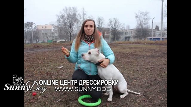 Почему ваша собака не охраняет вас от других собак? Собака не хочет охранять? смотреть онлайн