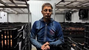 Охлаждение луковиц тюльпанов.