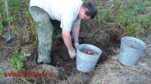 Как вырастить картофель под соломой или сеном