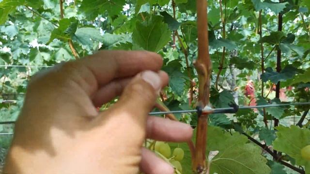 Интересный с оригинальным вкусом виноград "Бананас". Тел,WhatsApp и Viber : 8-918-43-794-43 смотреть онлайн