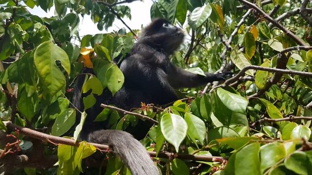 Очковый тонкотел ( лат. Trachypithecus obscurus) — вид приматов из семейства мартышковых.
