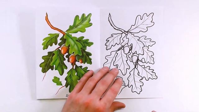 Раскраска «Листья» серии «Окружающий мир». Обзор смотреть онлайн