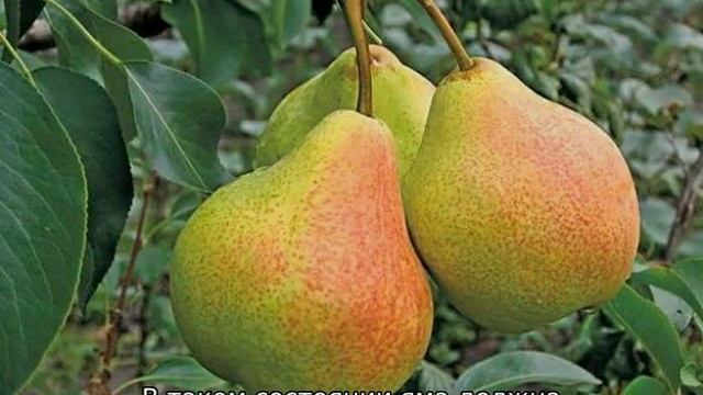 Груша Памяти Яковлева смотреть онлайн