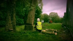 Dennis Walker & Son Tree Services felling a diseased Willow tree.