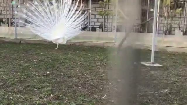 Белый павлин раскрывает хвост. Зооферма «Алексин-Страус» смотреть онлайн