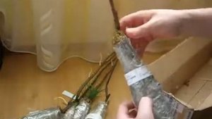 Посылка с саженцами из питомника "Златпитомник"