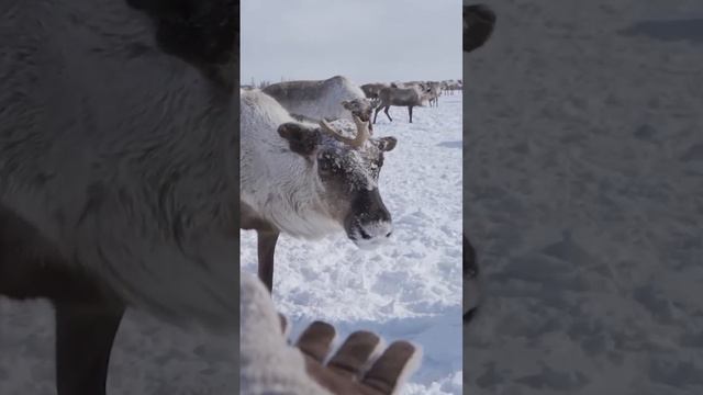 🤔 Самое большое стадо домашнего северного оленя