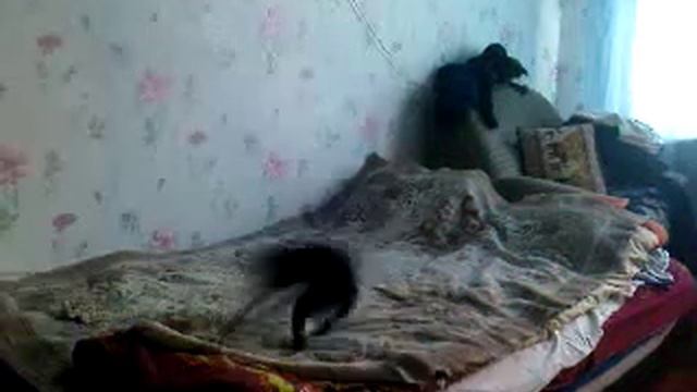 Тойтерьер бесится